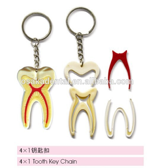 key chain/dental accessories/dental cultural products/oral dental